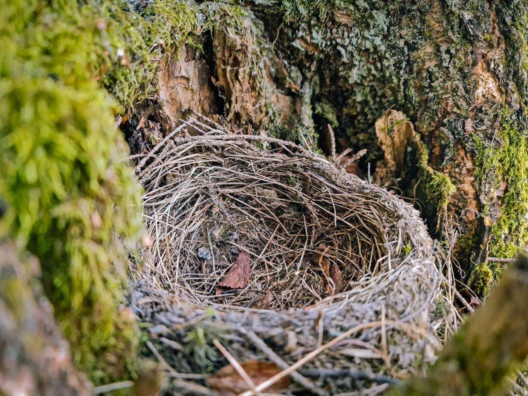 empty nest on tree