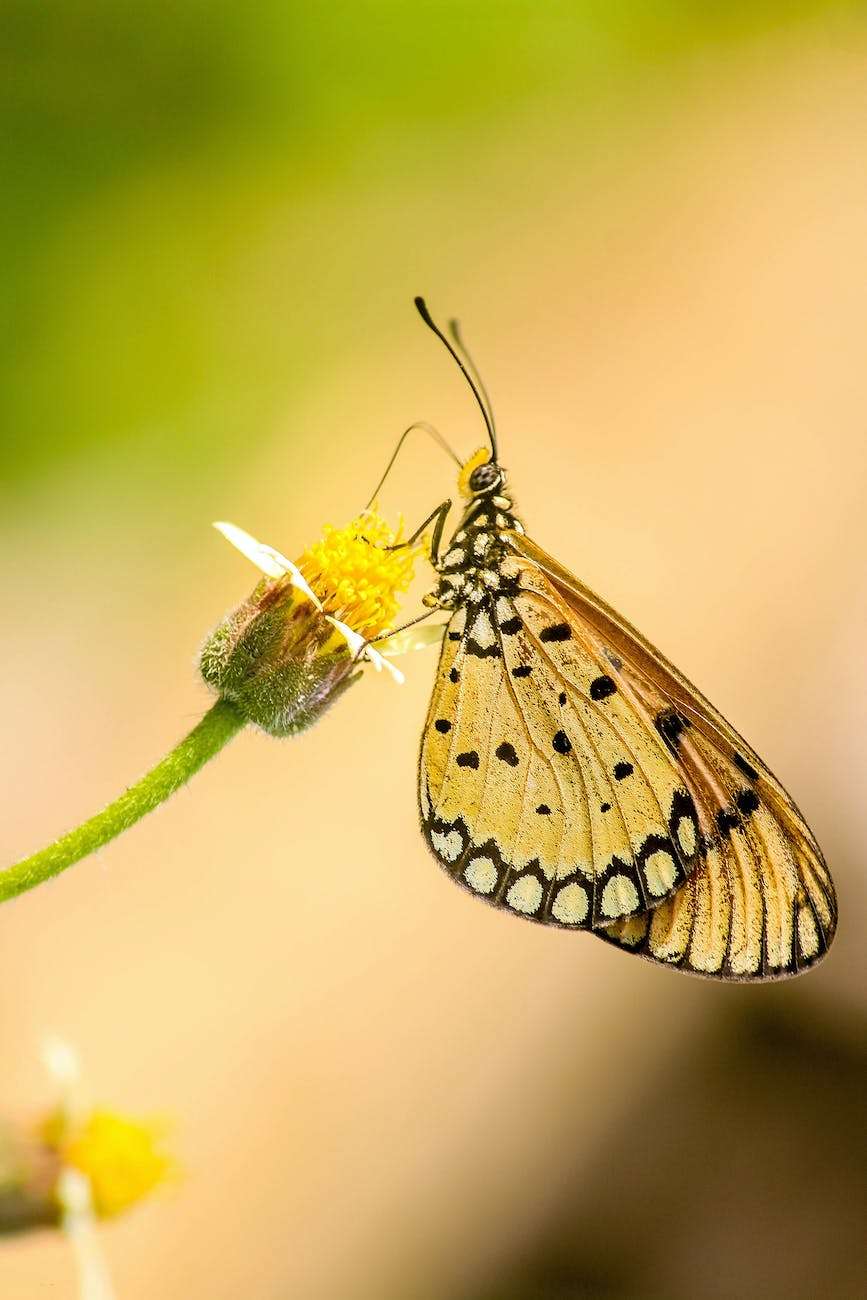 macro photography of butterfly showing how beautiful change and transition can be