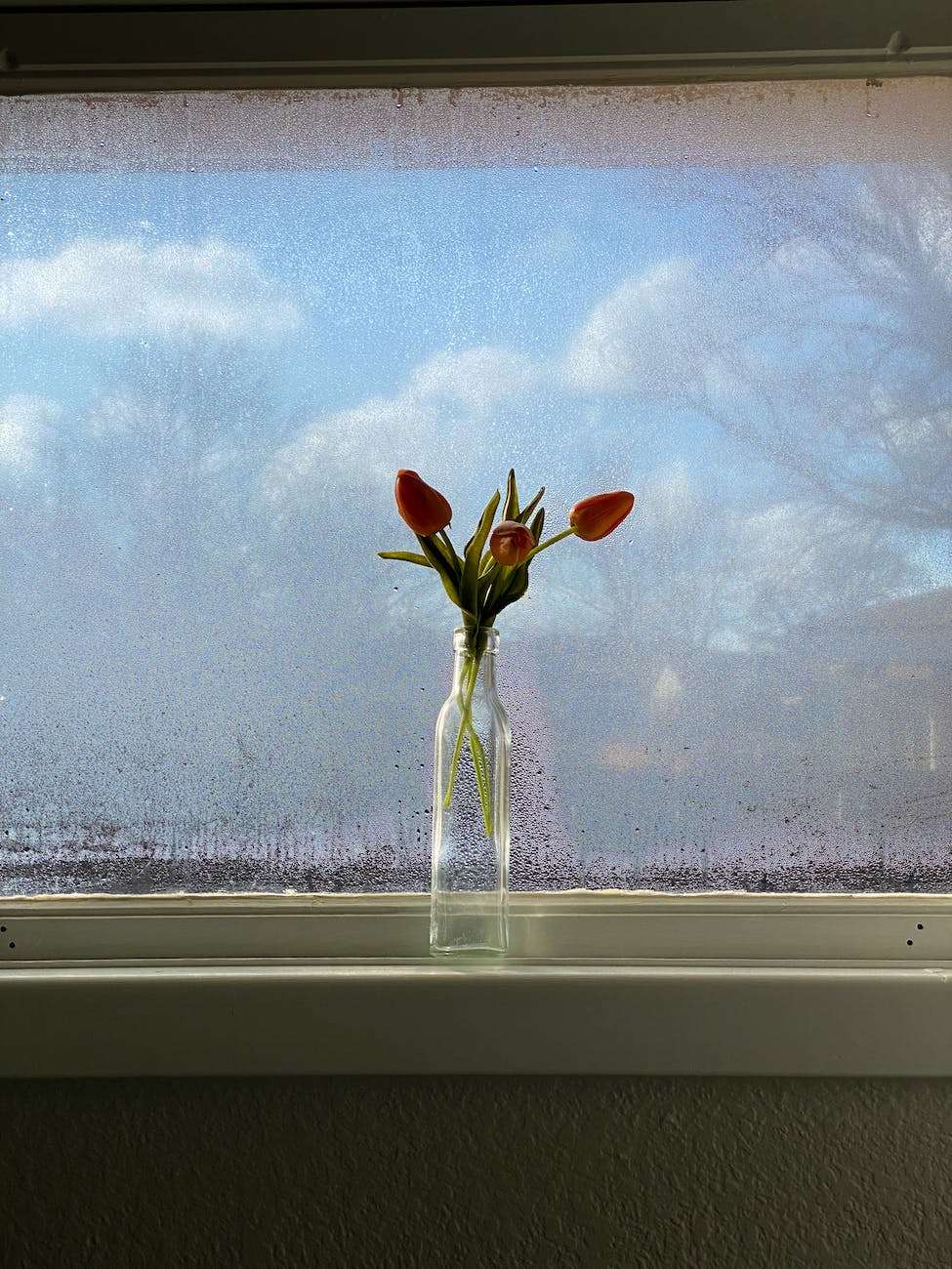 bunch of tulips in glass vase placed on windowsill