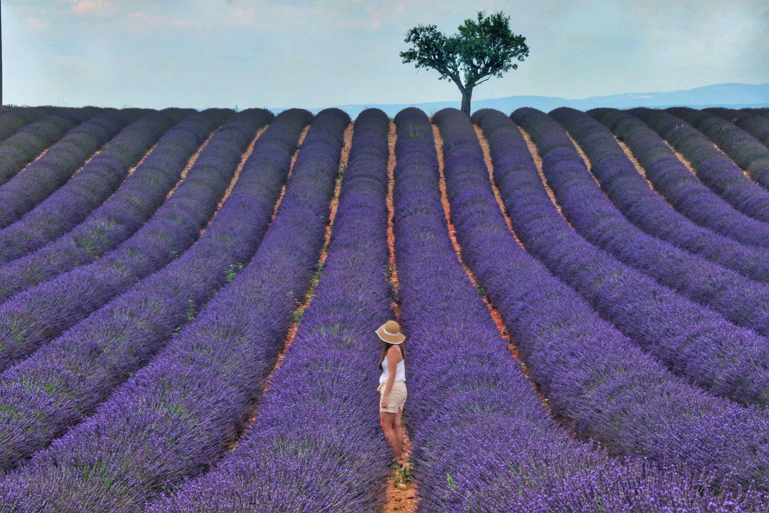 Woman walking through a path between rows of purple flowers