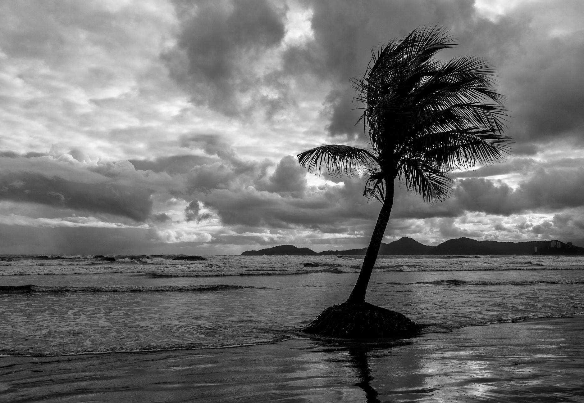 stormy sea with palm tree on beach under dramatic sky