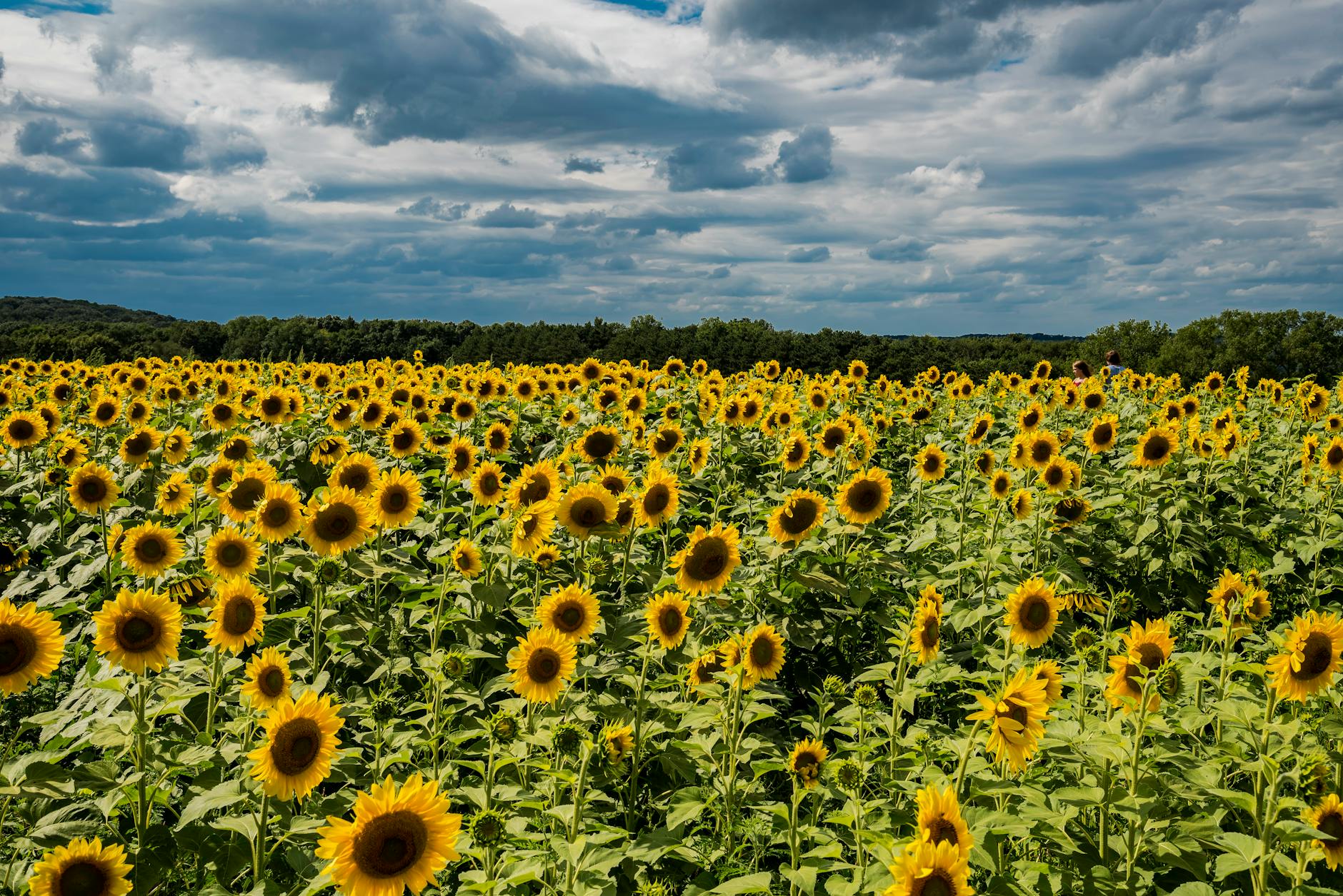 sunflower field