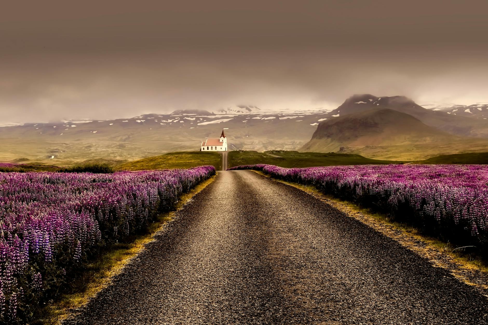 gray road surrounded with purple flower field