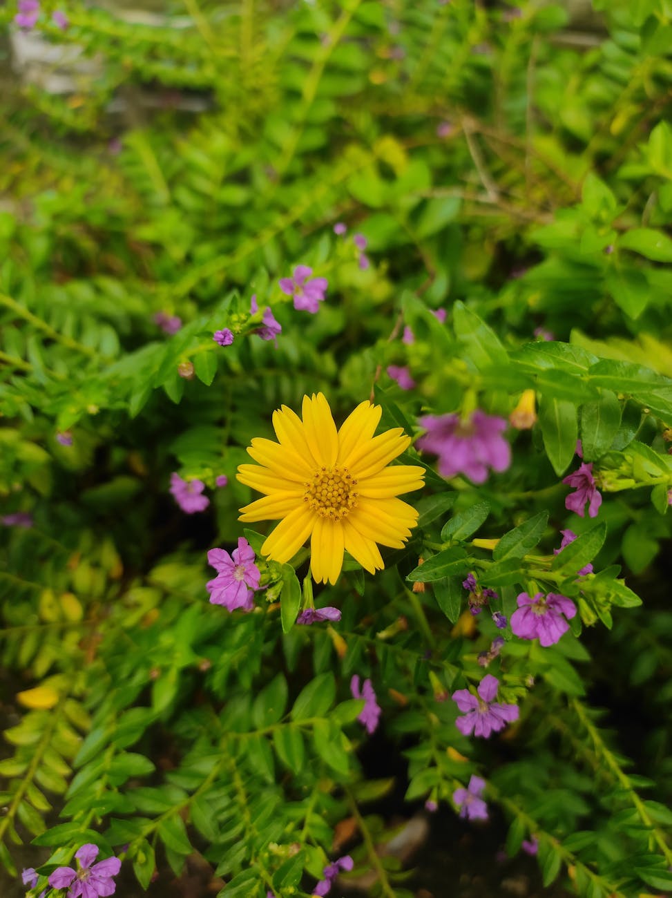 vibrant yellow flower surrounded by greenery