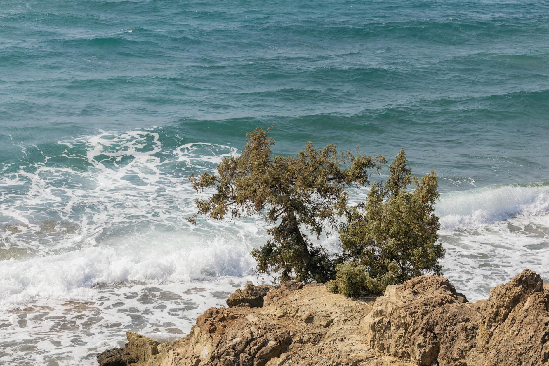 tree on rock formation near body of water