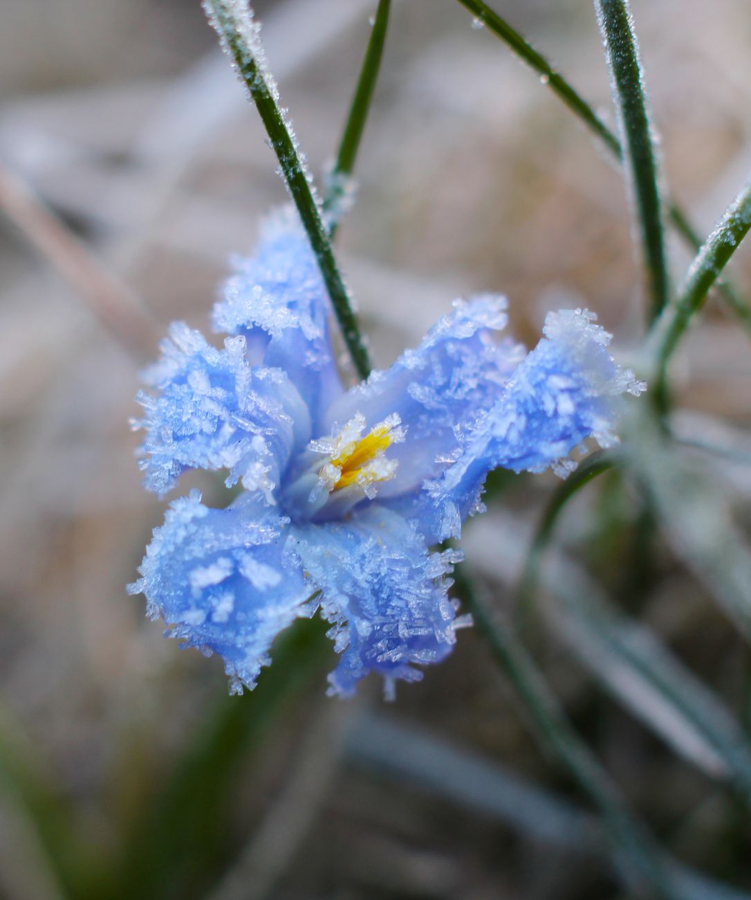 frost covered blue fringe lily in winter macro